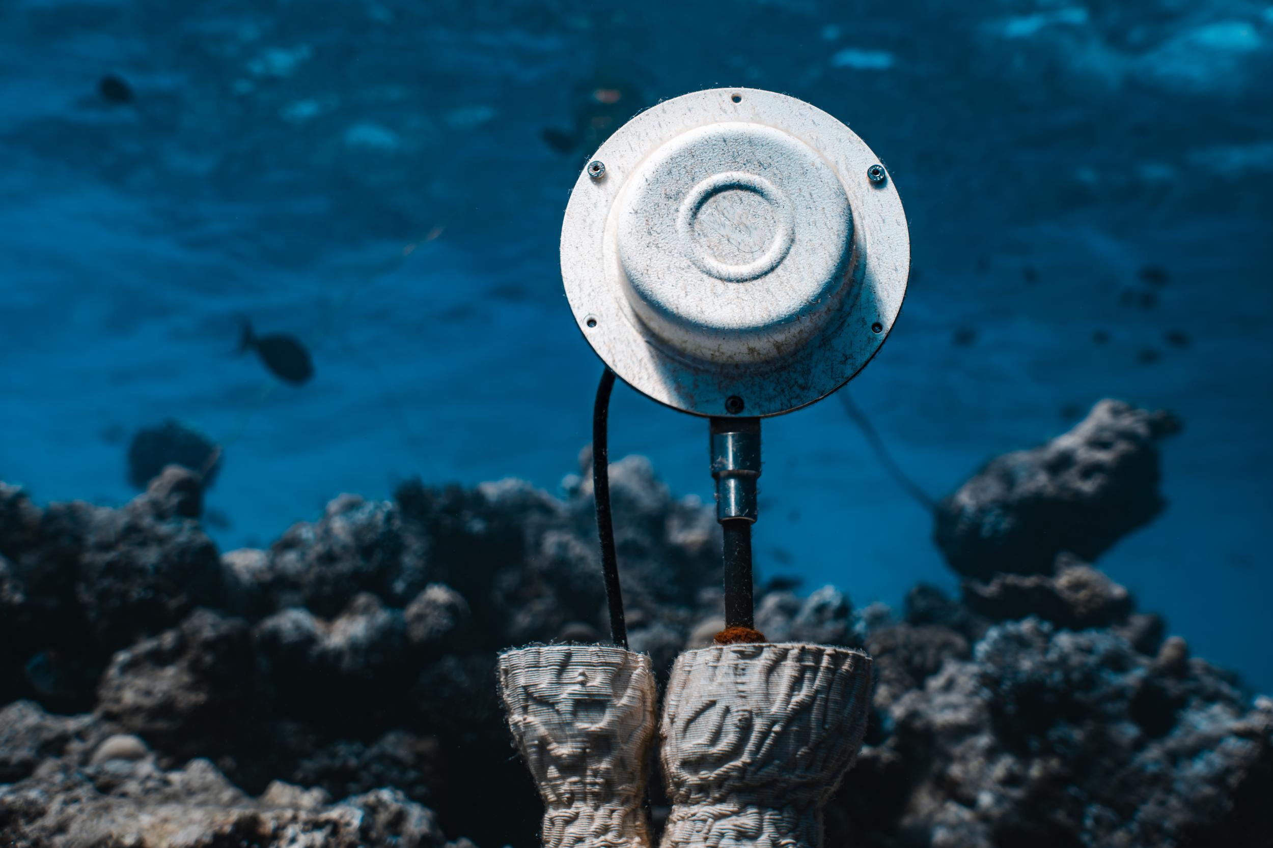 マルコ・バロッティ、個展 「CORAL SONIC RESILIENCE」開催。音が珊瑚礁の生態系に与える影響を探るテクノロジーとアートのプロジェクト